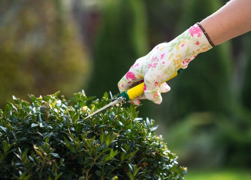 Hedge cutting service for a local property in Sevensisters