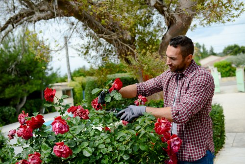 Professional arborist planning careful tree maintenance in a local landscape