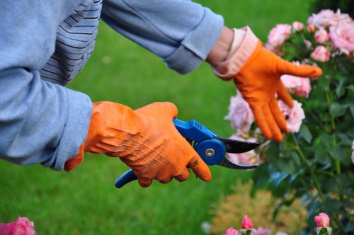 Tree surgeon carrying out careful pruning work in a Sevensisters garden