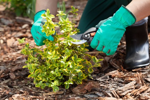 Careful tree crown reduction for a local garden